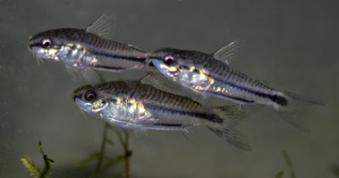 corydoras pygmaeus4